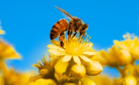 高清晰采蜜的蜜蜂壁纸