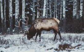 冬季雪中寻找食物的麋鹿