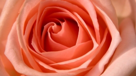 高清晰粉红色玫瑰花壁纸