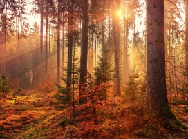 秋天阳光下的森林小径