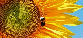高清晰在向日葵上采蜜的蜜蜂壁纸