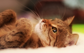 高清晰躺在地上玩耍的灰褐色猫壁纸