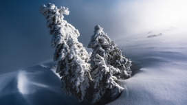 高清晰冬季雪树壁纸