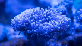 高清晰蓝色珊瑚礁壁纸