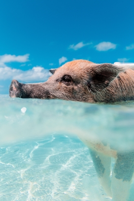 海中游泳的野猪