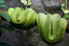 绿蟒无毒蛇