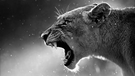 高清晰凶猛张嘴的母狮