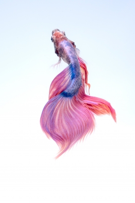 紫红锦鲤鱼