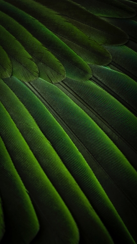 高清晰绿色孔雀羽毛壁纸
