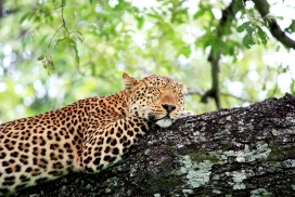 树上睡觉的美洲豹