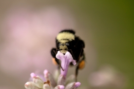 高清晰花蕾上吸蜜的大黑蜂