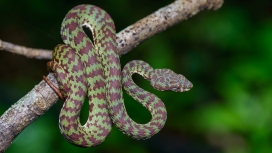 美丽的pit蛇