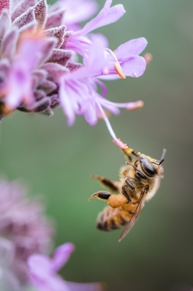 紫色梭鱼草采蜜的蜜蜂