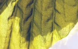 高清晰黄色网纹巢蕨叶壁纸