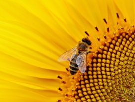 向日葵上采蜜的蜜蜂
