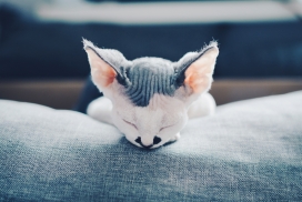 躺在沙发上睡觉的斯芬克斯猫