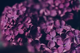 紫色野鸦椿花瓣