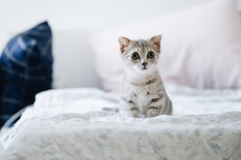 坐在床上的白灰小家猫