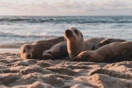 沙滩中睡觉的海狮群