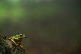 石头上的绿色树蛙
