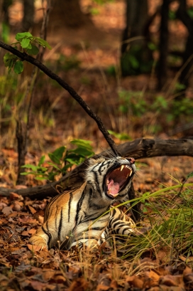 森林中张嘴的老虎