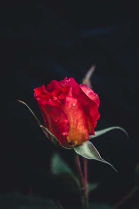 枯萎的红色玫瑰花