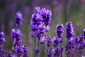 浪漫的紫色薰衣草