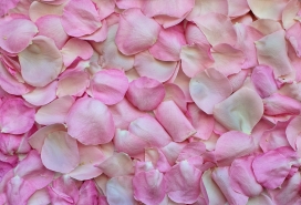 粉红色山茶花花瓣