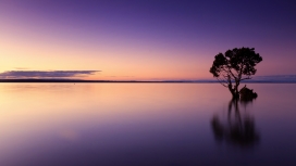 紫湖树