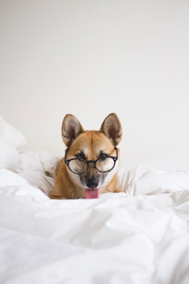 床单上戴眼镜的日本柴犬
