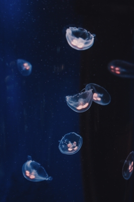 透明状的水母生物