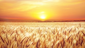 夕阳下的金色小麦