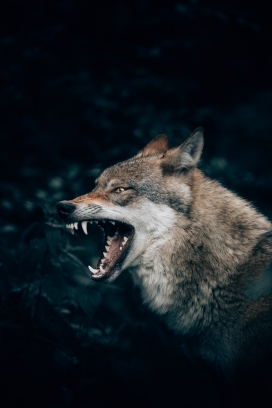 张嘴怒吼的狼