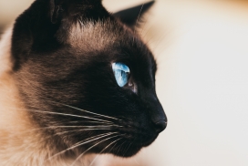 蓝眼睛泰国暹罗猫