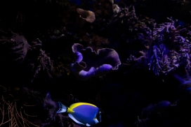 珊瑚海域中的刺尾鱼