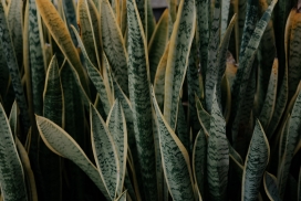 金边虎尾兰植物写真