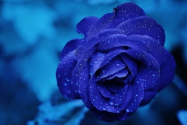 蓝色水珠的玫瑰花