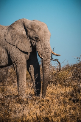 非洲孤独的大象