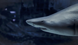 凶猛咧嘴的鲨鱼