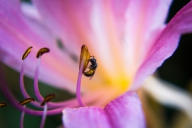 紫茉莉花上采蜜的蜜蜂