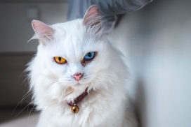 可爱的白色土耳其安哥拉猫