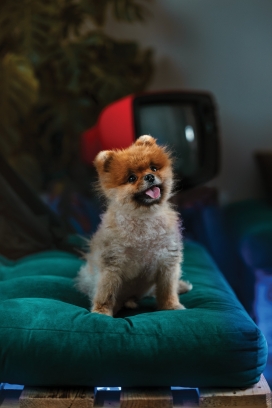 沙发上可爱的博美小狗