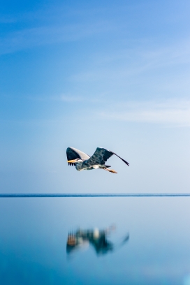 蓝湖上飞翔的苍鹭