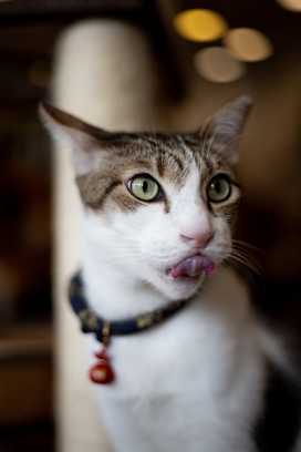 卷舌头的芭比诺猫