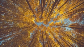 仰拍的秋季白桦树林