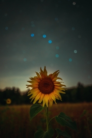 星空中的向日葵