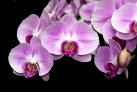 紫色蝴蝶兰花瓣