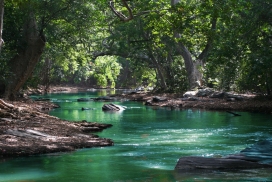 碧绿的森林河水