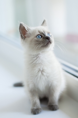 可爱的白色暹罗猫