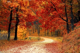 秋季枫树林小路